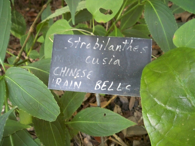 Strobilanthes cusia