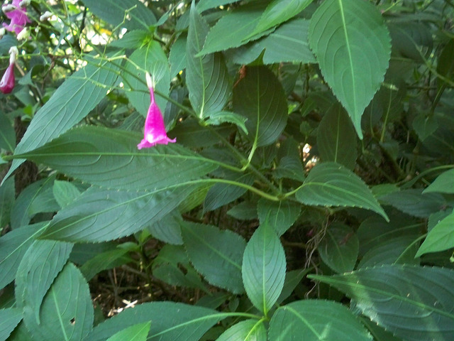Strobilanthes cusia