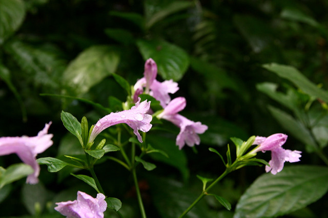 Strobilanthes cusia
