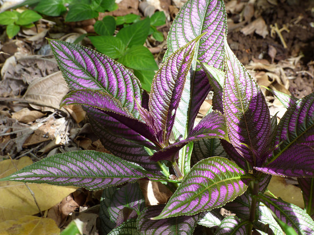 Strobilanthes dyerianus