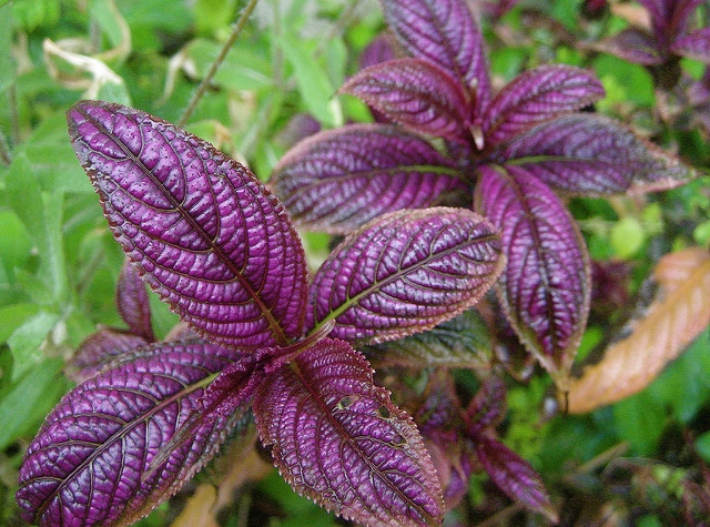Strobilanthes dyerianus