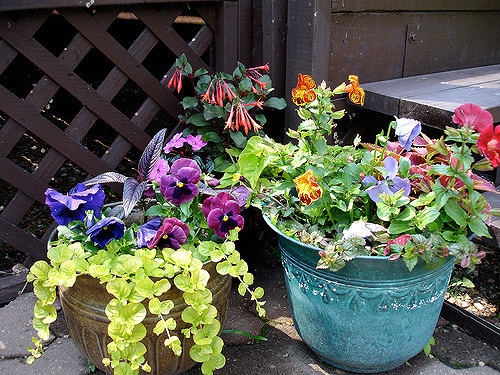 Strobilanthes dyerianus