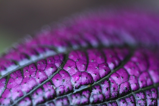 Strobilanthes dyerianus