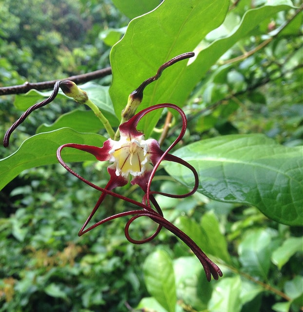 Strophanthus caudatus