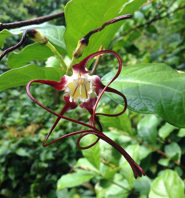 Strophanthus caudatus