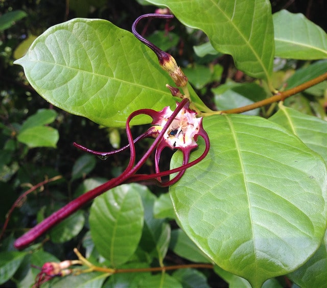 Strophanthus caudatus