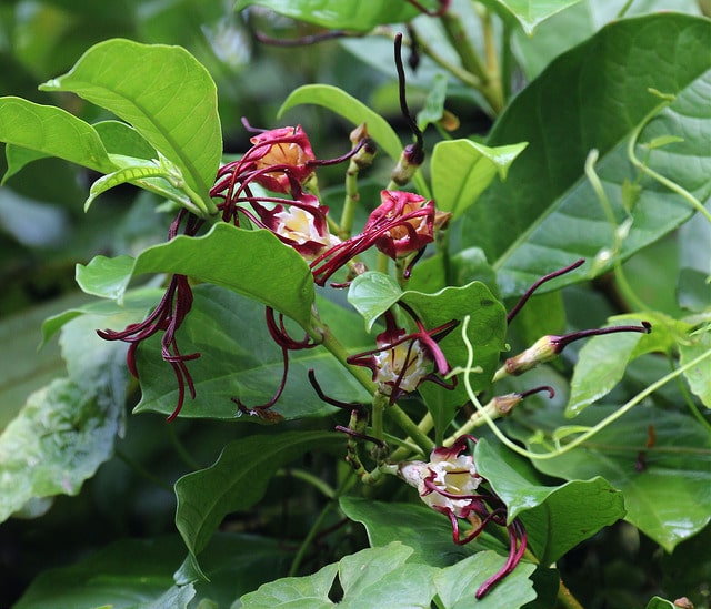 Strophanthus caudatus