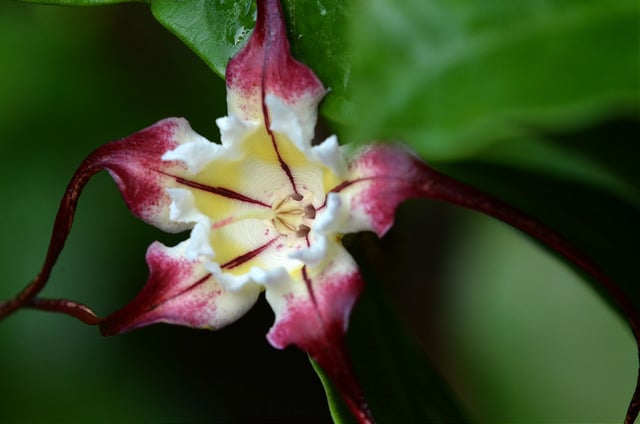 Strophanthus caudatus