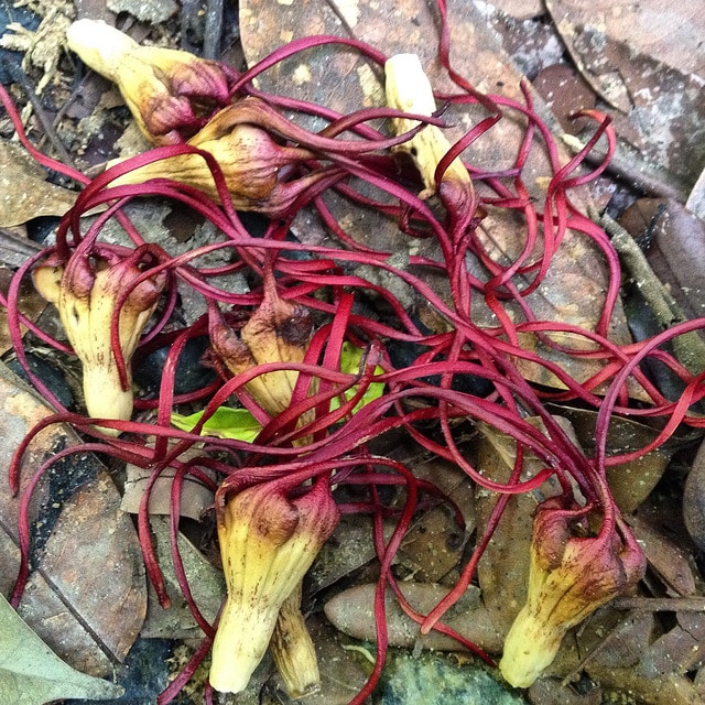 Strophanthus caudatus