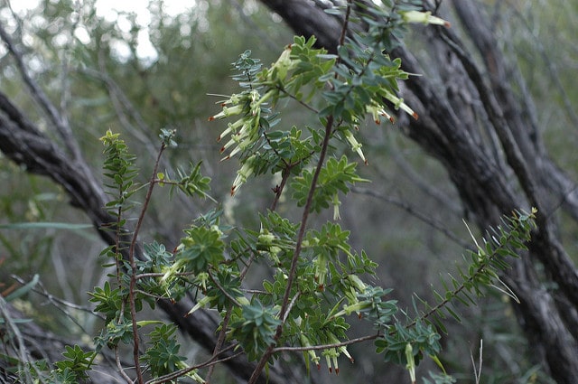 Styphelia viridis