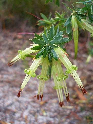 Styphelia viridis