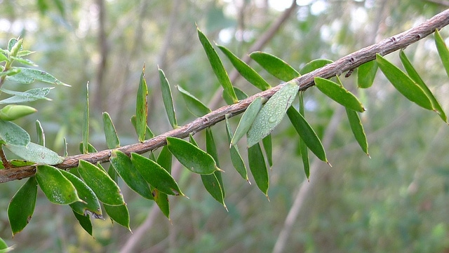 Styphelia viridis