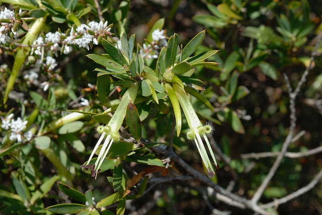 Styphelia viridis