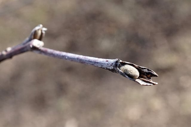 Styrax obassia