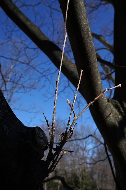 Styrax obassia