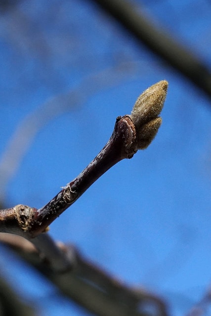 Styrax obassia