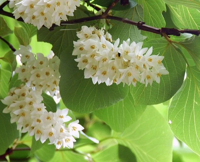 Styrax obassia (Styrax obassia)