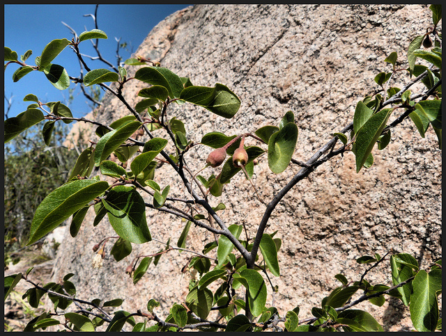 Aliboufier (Styrax officinalis)