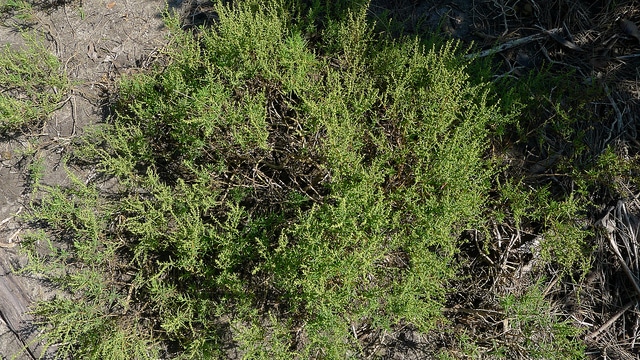 Suaeda australis