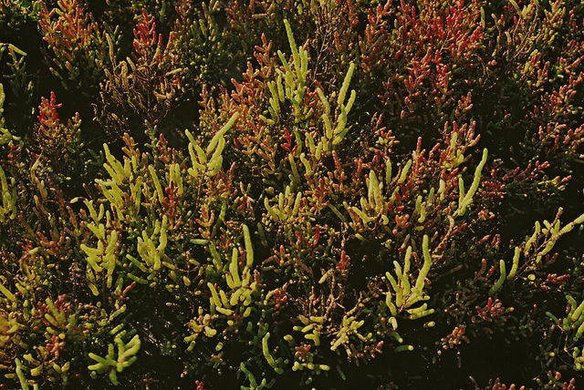 Suéda maritime (Suaeda maritima)