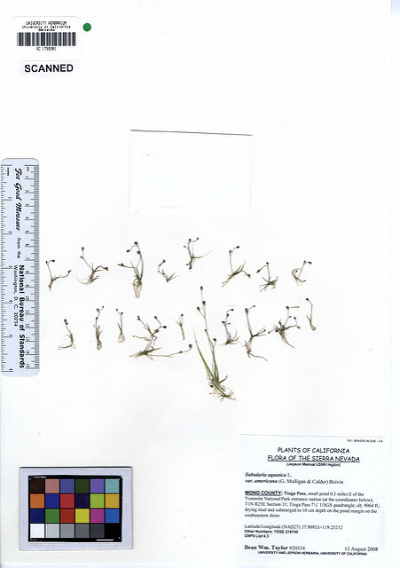 Subulaire aquatique (Subularia aquatica)