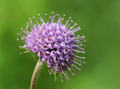 Succise des prés (Succisa pratensis)