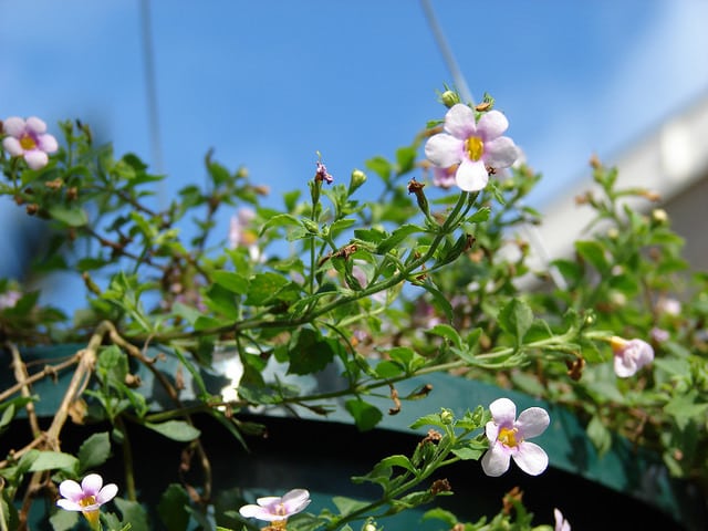 Bacopa (Sutera cordata)