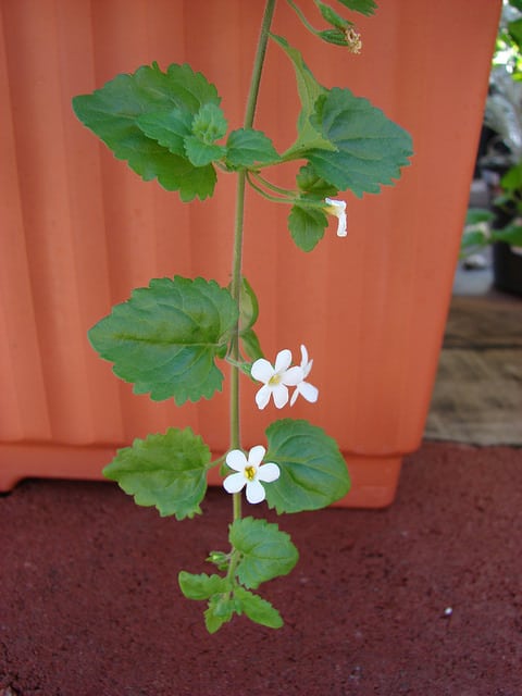 Bacopa