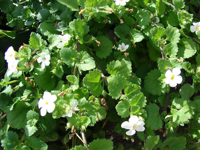 Bacopa
