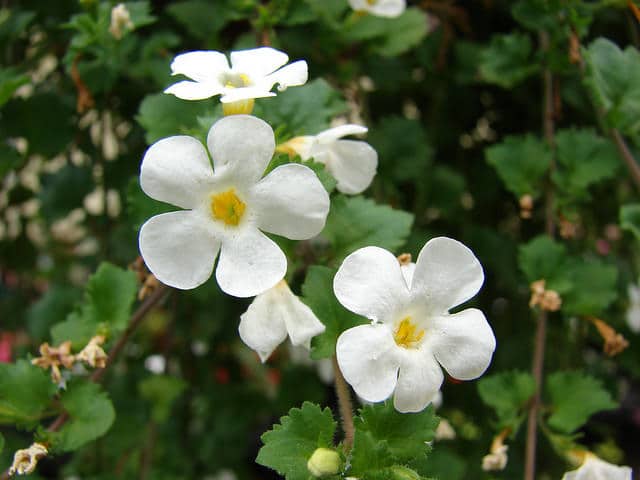 Bacopa