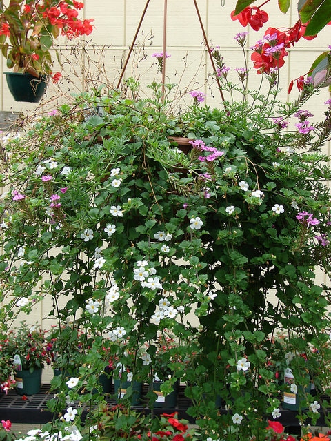 Bacopa