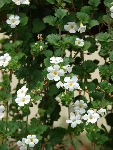 Bacopa