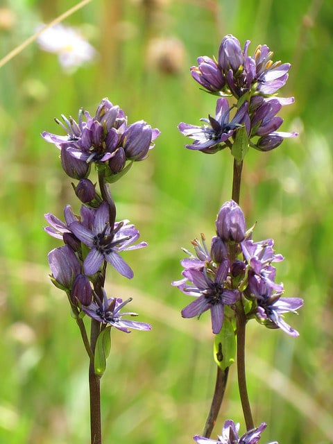 Swertie pérenne (Swertia perennis)