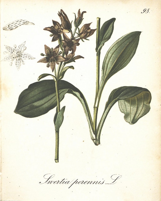 Swertie pérenne