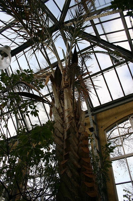 Syagrus coronata