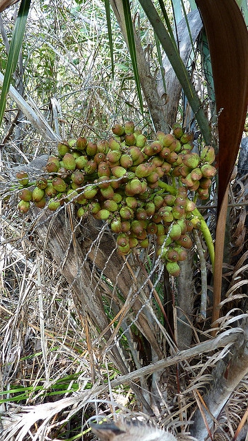 Syagrus coronata