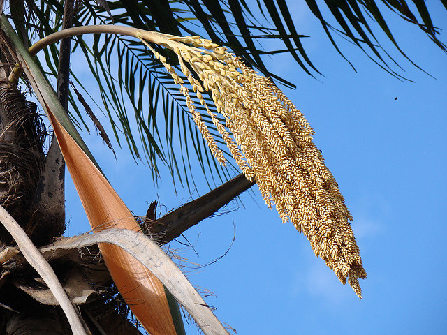 Palmier de la reine (Syagrus romanzoffiana)