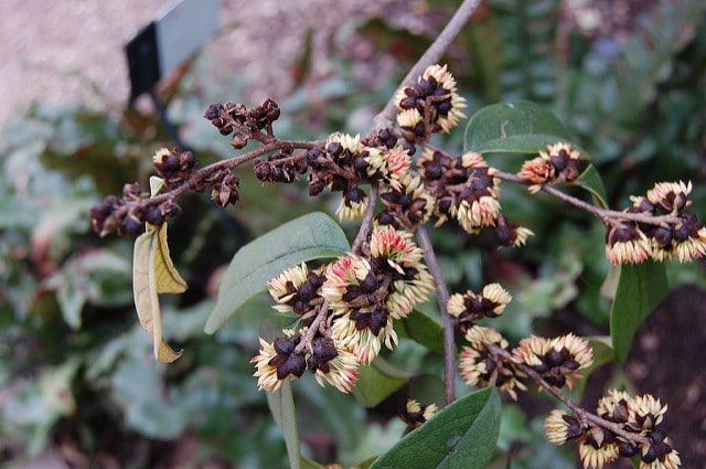 Sycopsis sinensis