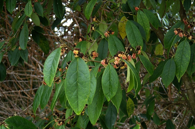 Sycopsis sinensis