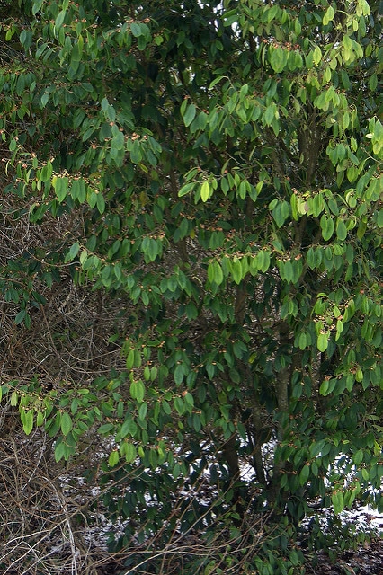 Sycopsis sinensis