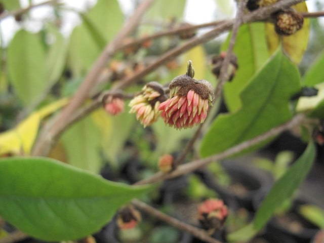Sycopsis sinensis