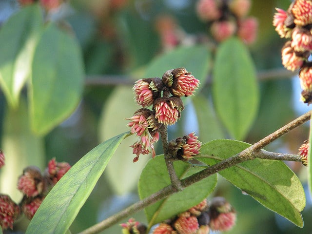 Sycopsis sinensis