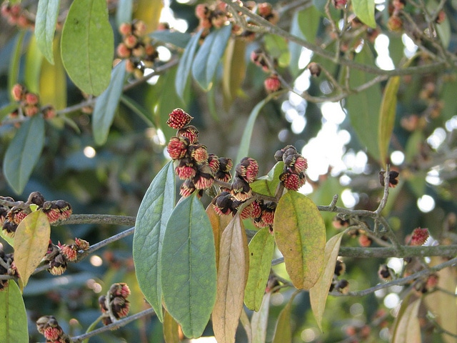 Sycopsis sinensis (Sycopsis sinensis)
