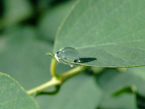 Symphorine blanche (Symphoricarpos albus)