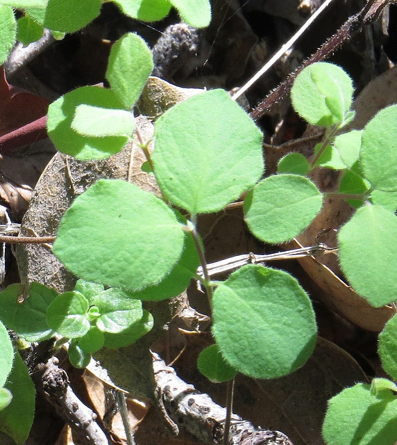 Symphoricarpos mollis