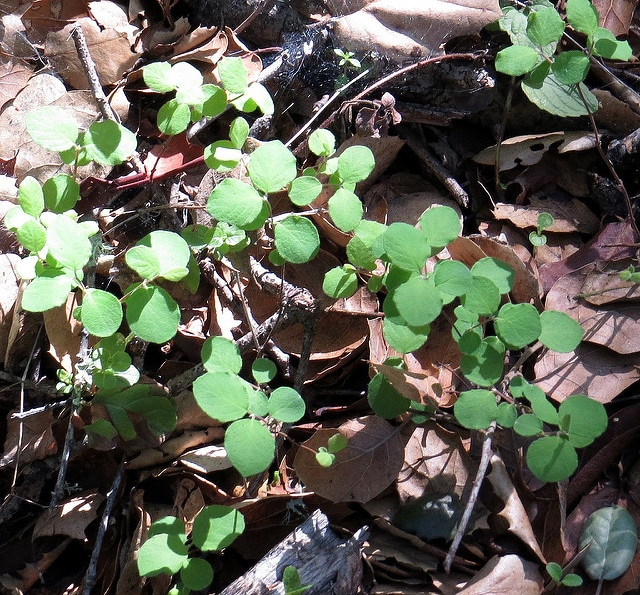 Symphoricarpos mollis