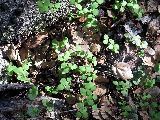 Symphoricarpos mollis