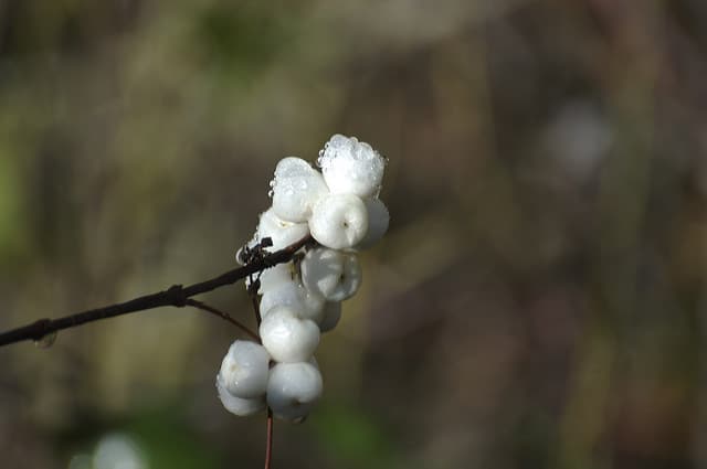 Symphoricarpos mollis