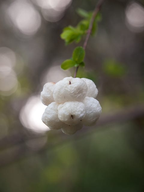 Symphoricarpos mollis