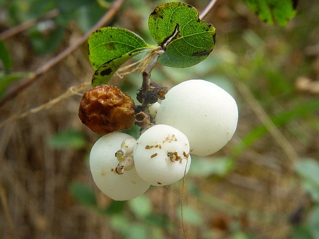 Symphoricarpos mollis